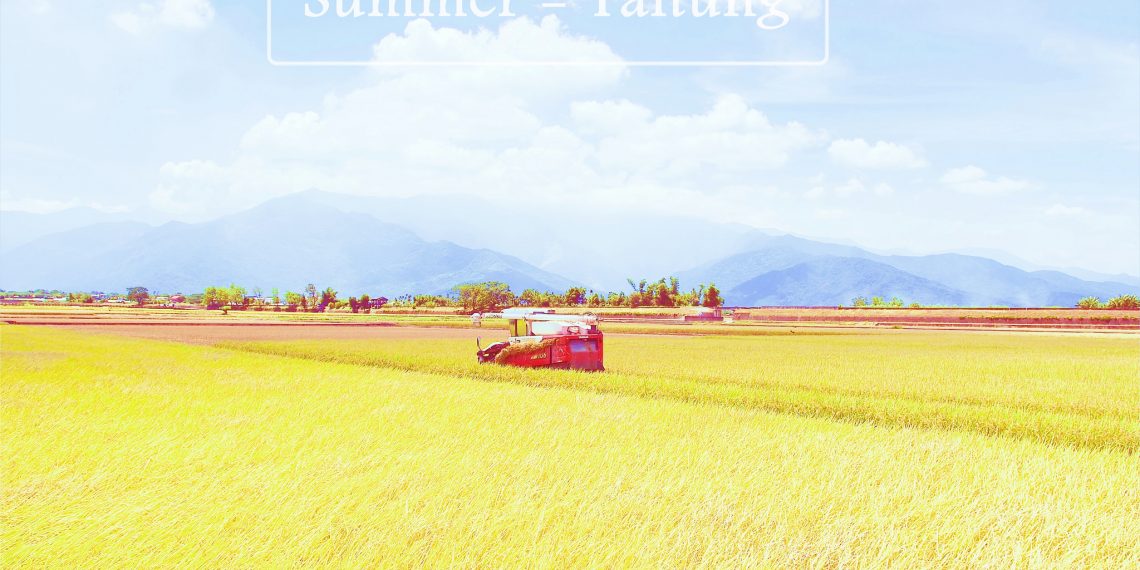 【台東 Taitung】池上伯朗大道 夏天稻田成熟的季節 租一台單車馳騁在金色稻浪中