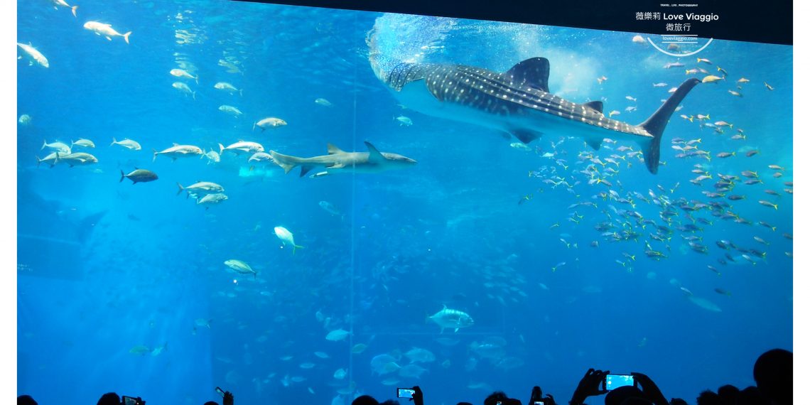 【沖繩 Okinawa】美麗海水族館 巨大水族箱欣賞悠游的鯨鯊和鬼蝠魟 療癒的鯨鯊進食秀影片
