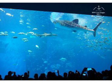 【沖繩 Okinawa】美麗海水族館 巨大水族箱欣賞悠游的鯨鯊和鬼蝠魟 療癒的鯨鯊進食秀影片 旅遊部落格
國內外旅遊 美食餐廳 攝影