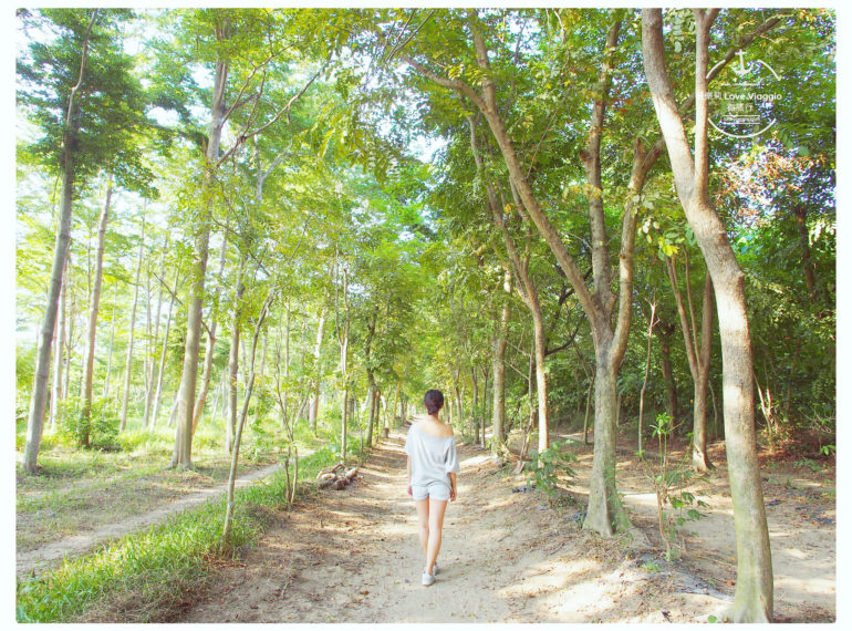 【台南 Tainan】虎山林場 城市中的森林祕境 午後漫步小葉欖仁林間步道 旅遊部落格
國內外旅遊 美食餐廳 攝影