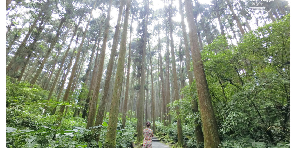 【南投 Nantou】溪頭自然教育園區 穿梭高聳的柳杉樹林 沐浴大自然的芬多精