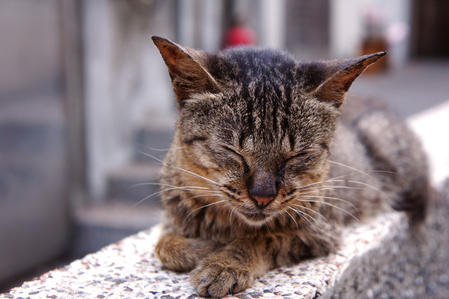 北海岸,金瓜石 @薇樂莉 - 旅行.生活.攝影 北海岸,金瓜石 @薇樂莉 - 旅行.生活.攝影