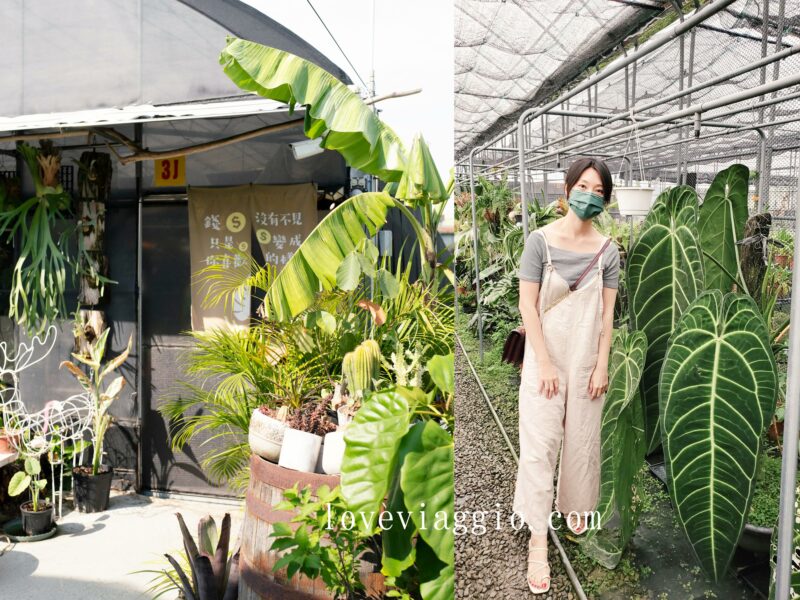 台中植物餐廳,台中觀葉植物,台中雨林植物,找路咖啡,溫室雨林觀葉植物 @薇樂莉 Love Viaggio | 旅行.生活.攝影